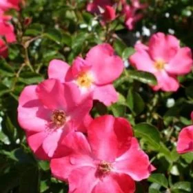 Coral Flower Carpet Rose